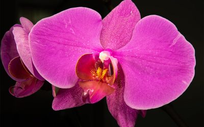 Las orquídeas y sus significados según los colores