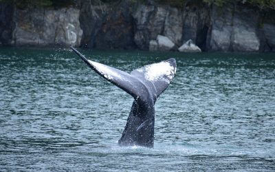 Un viaje por Alaska con causa